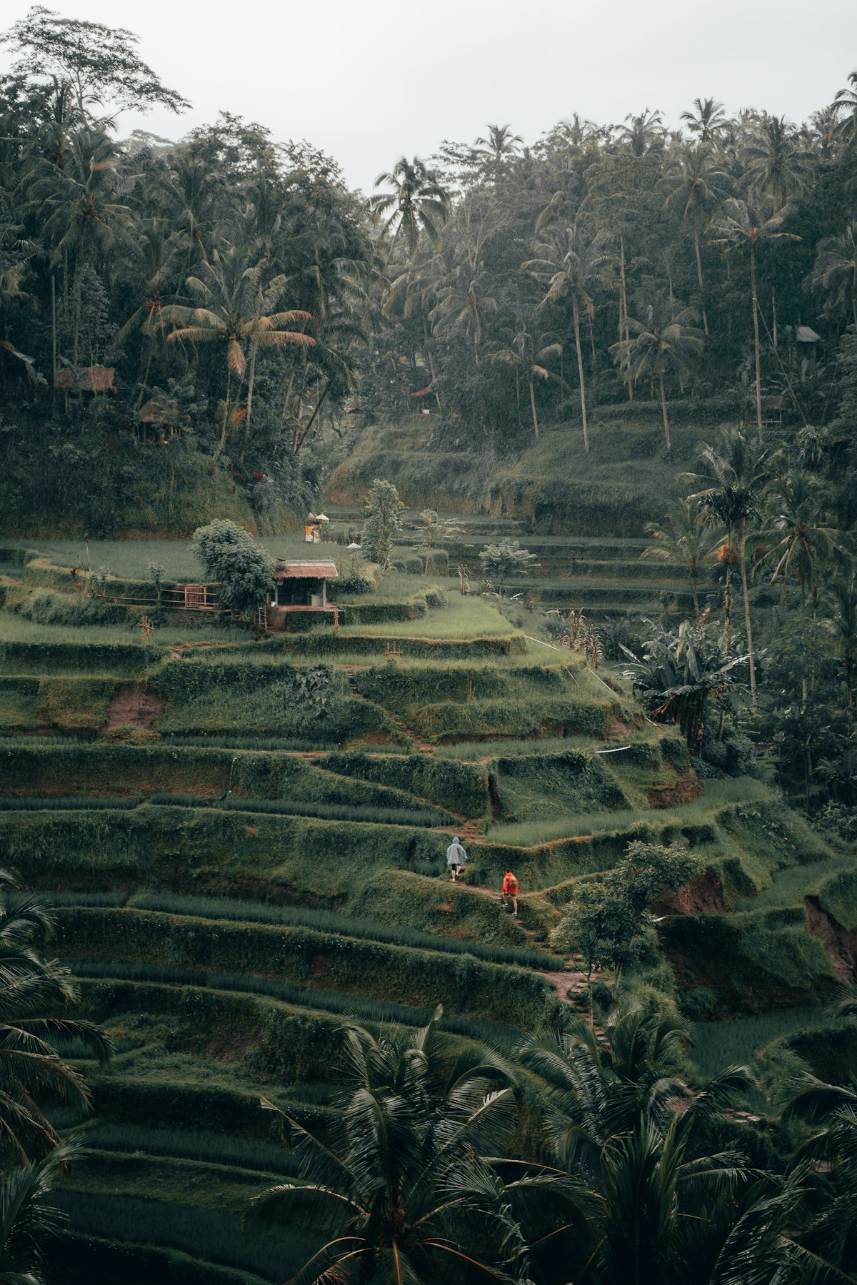 Pemandangan sawah Ubud Bali